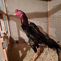 Админ, @Volk8975 Ҳўроз жанглари енг янгилари бизда мазза қилип кўришингиз мумкин #дакан #хуроз #жанглари  #Хўроз #жангида #иштирок  #xuroz #jangi #jurozjangi #yangi #yangiliklar #telegramyulduzlari #хурозжанги #хурозлар #хурозжанглари #хурозлар  #dakan